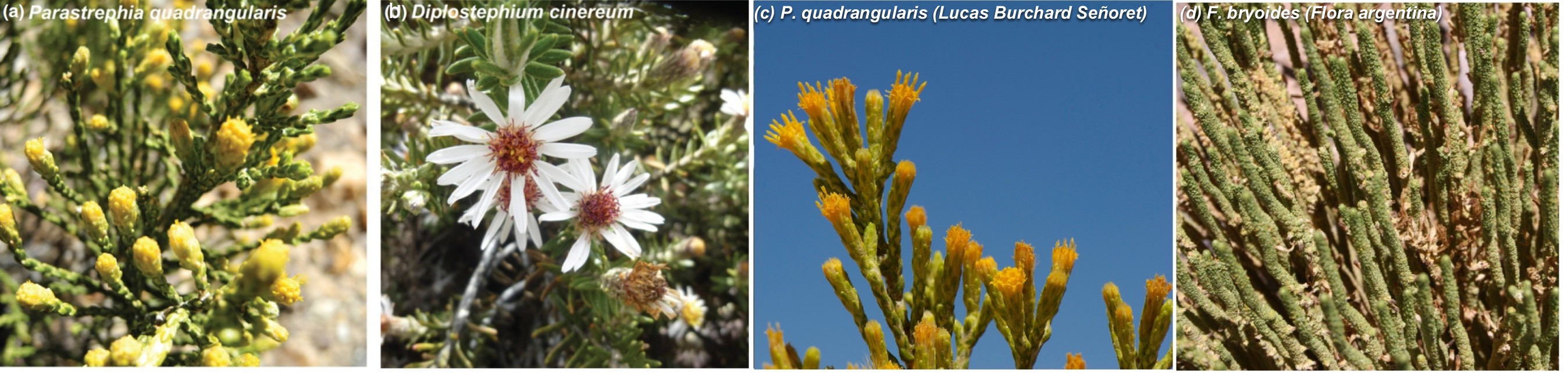 D. cinereum vs P. quadrangularis vs F. bryoides