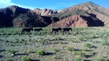 Los burros de María Hurtado (veromendo, 2018)